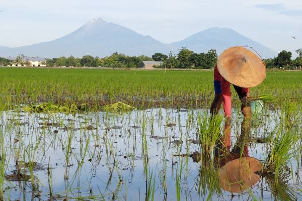 Rice field