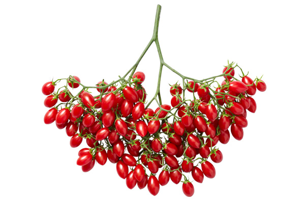 Mastronardi tomato branch