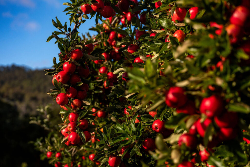 Tasmania’s 2026 apple season is officially underway