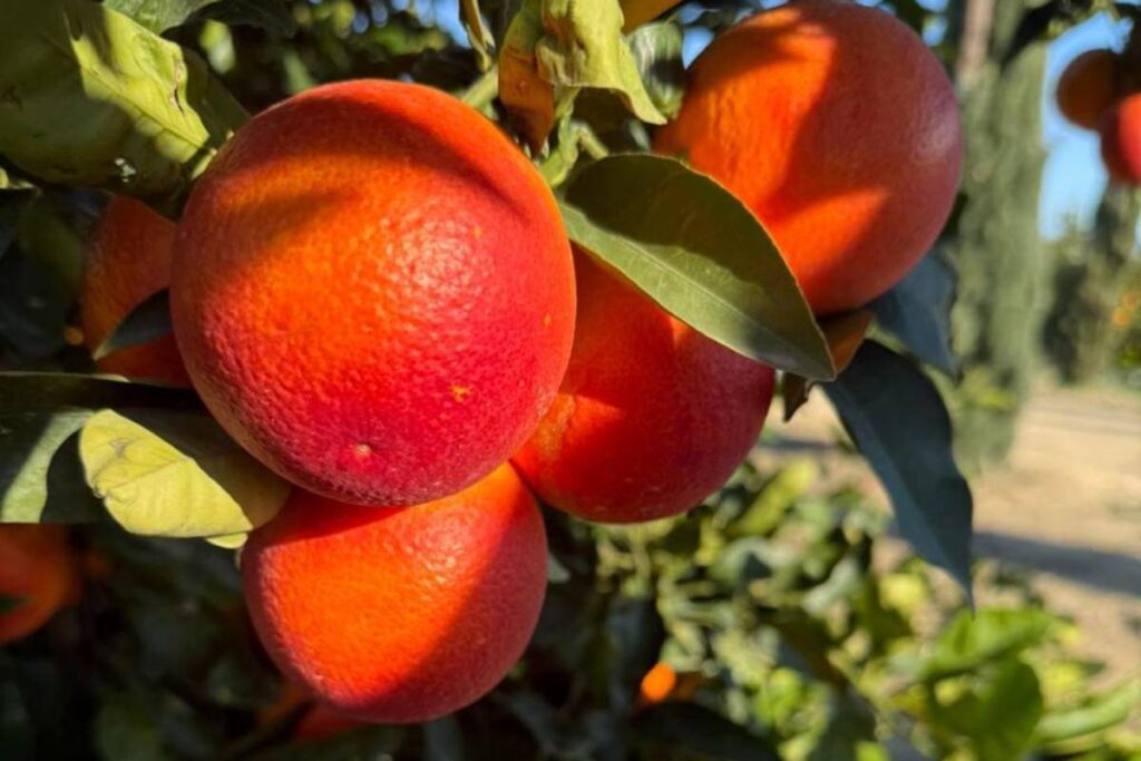Unifrutti Group acquires 990-acre citrus operation in Sicily
