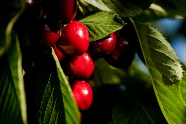 Tasmanian cherries