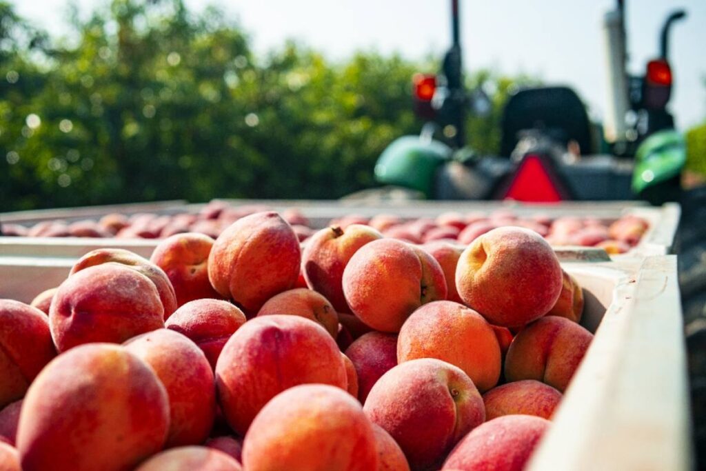 Titan Farms ready to expand retail partnerships as 2026 peach season gets underway