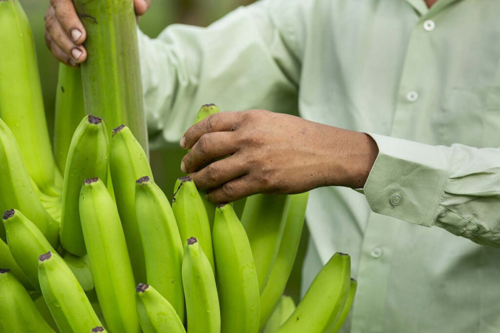 Tropic’s non-browning banana secures new key market approvals 