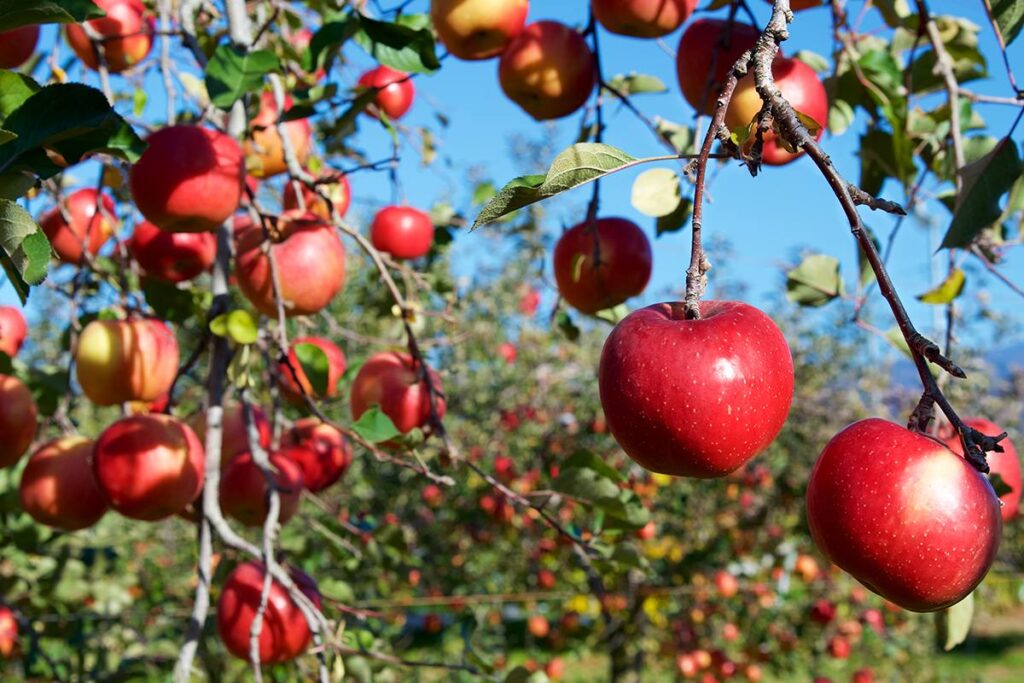 Agronometrics in Charts: US apples gain momentum, but weather risks threaten a bountiful season