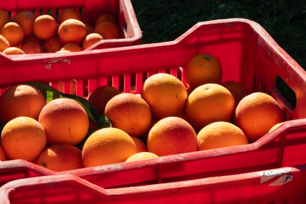 Unifrutti's Fondaco Nuovo farm