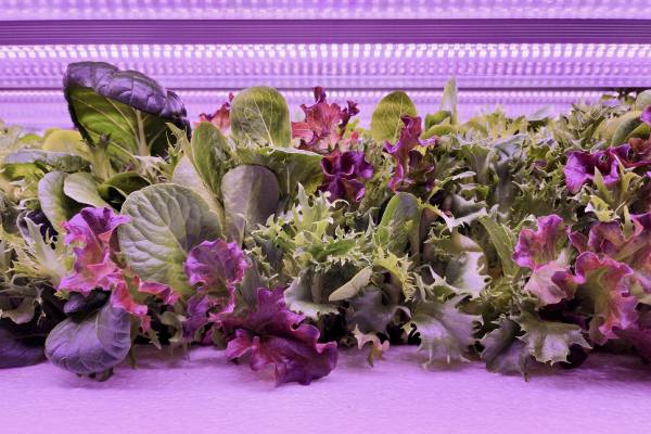 UpVertical at Oppy's booth in CPMA