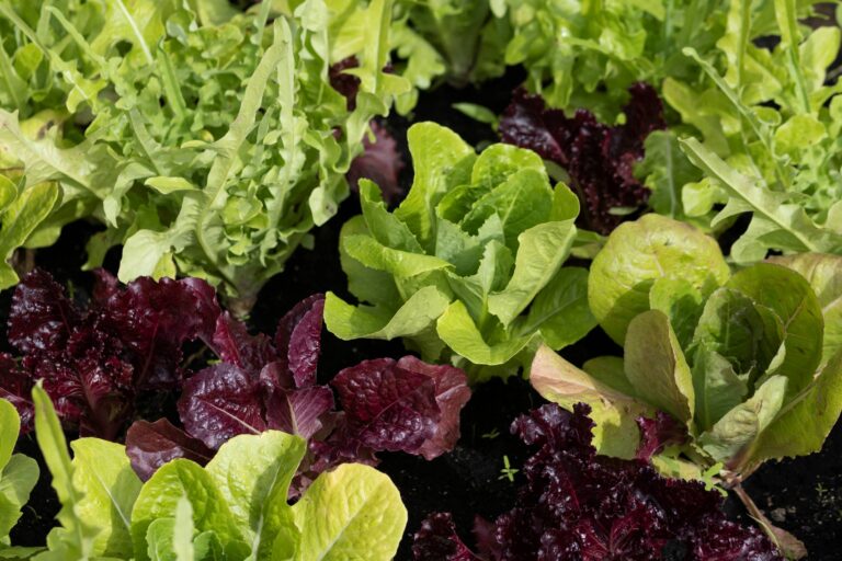 bacterial leaf spot lettuce crops