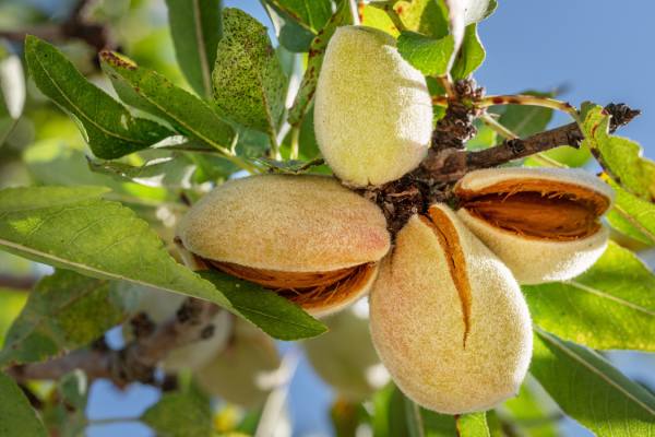 California Almonds