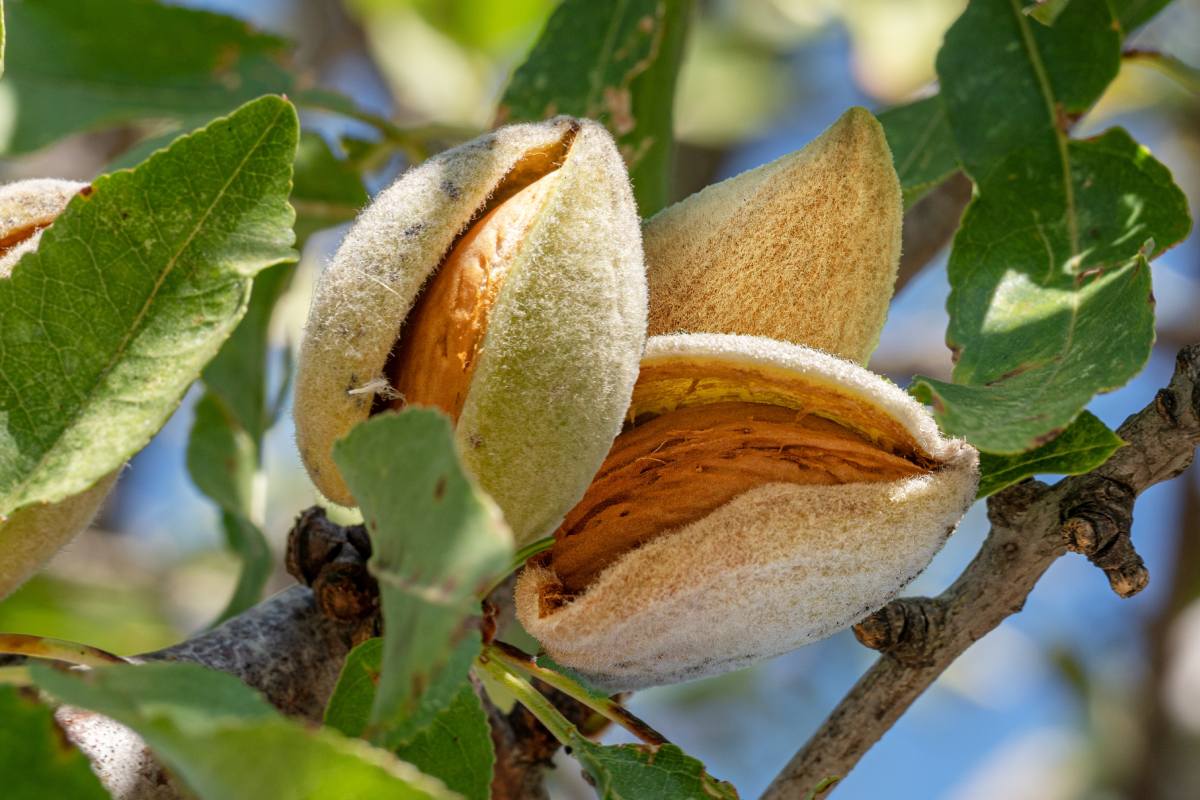 California almond acreage to remain steady throughout 2026, says USDA