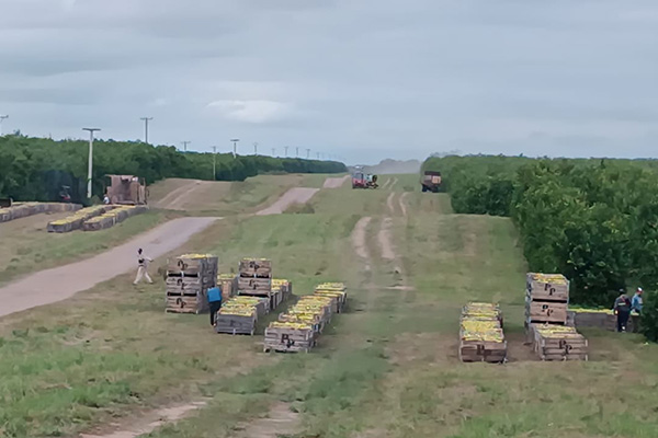 Argentine lemon groves