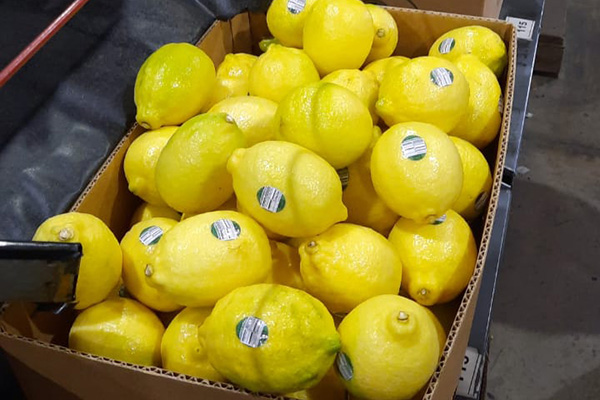 Argentine lemons in box