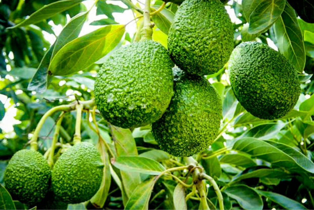 Chile promotes research to improve the quality of Hass avocados and reduce black spots