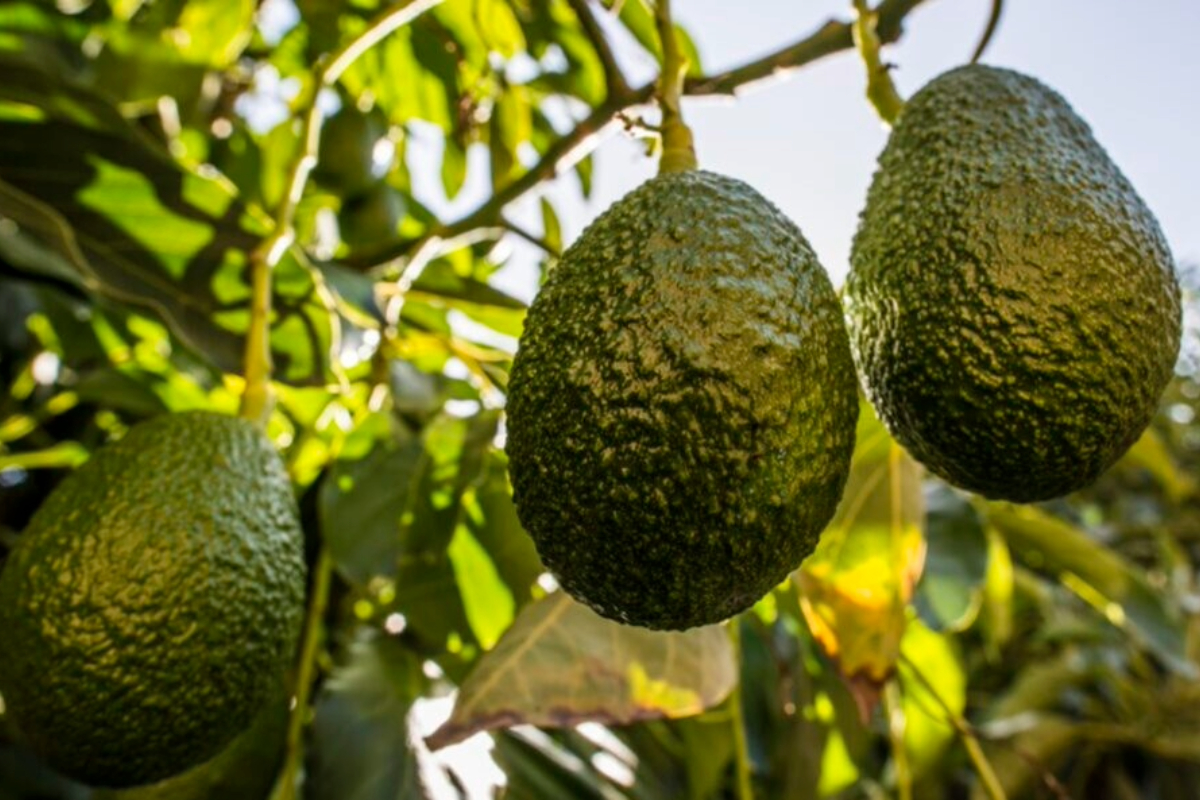 Paltas de Chile: A new name set to strengthen the industry's identity and boost its global presence