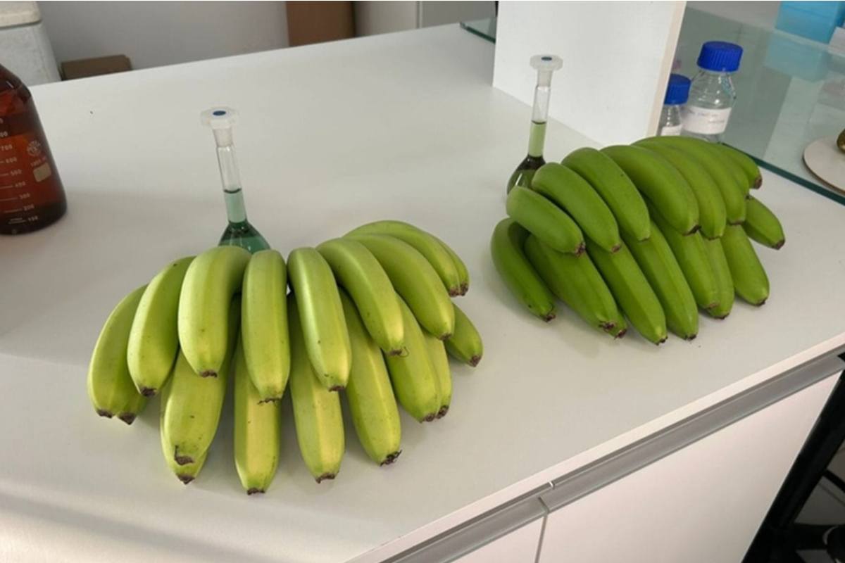 Brazil registers newly discovered spontaneously emerging banana cultivar 