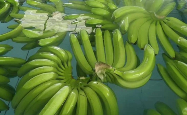 ecuadorian banana