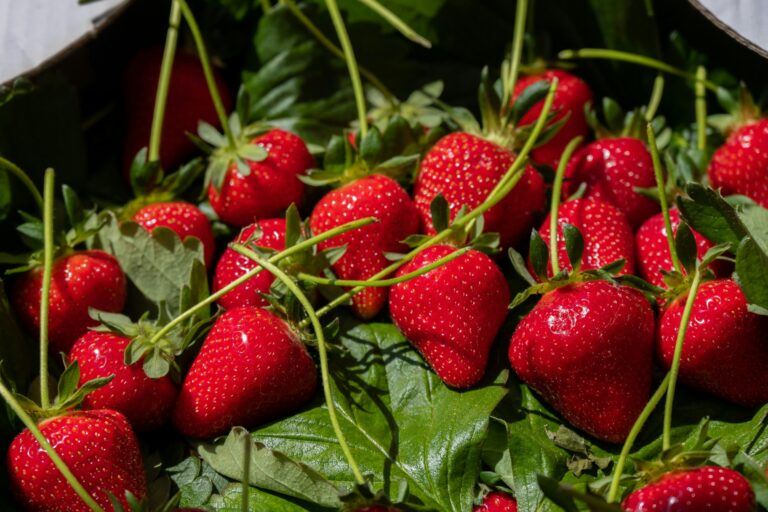 strawberry runners