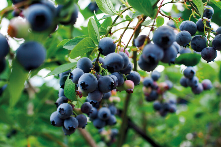 Georgian blueberries, potentially