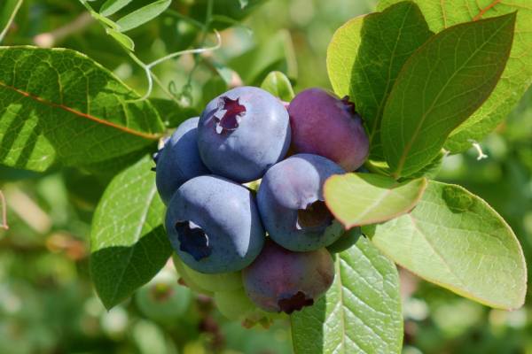 Chilean blueberries