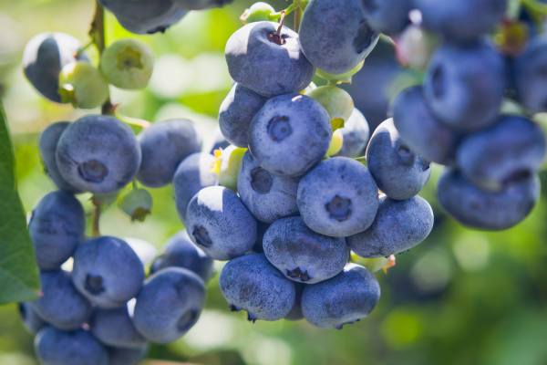 Chilean blueberries