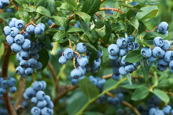 Chilean blueberries