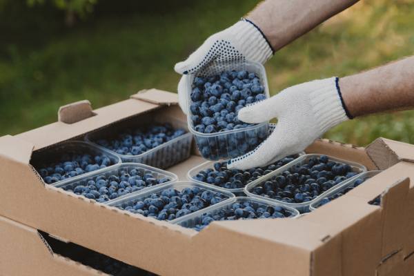 Chilean blueberries