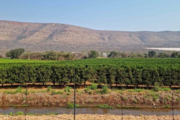 CGA citrus orchard
