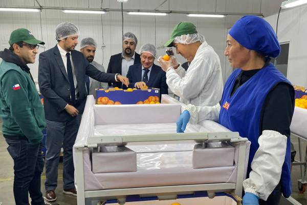 Citrus export season to the US