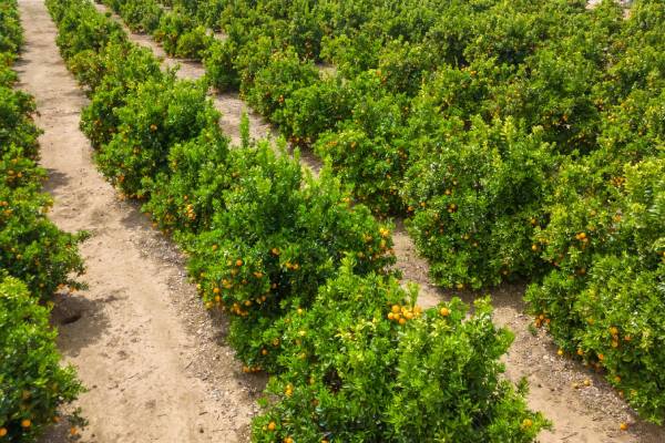 South african citrus