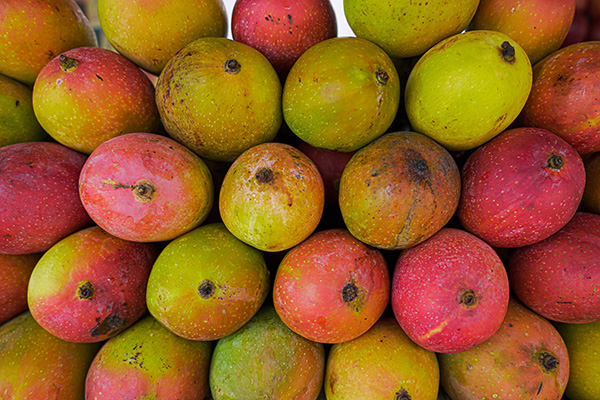 Mangos in Russia, potentially