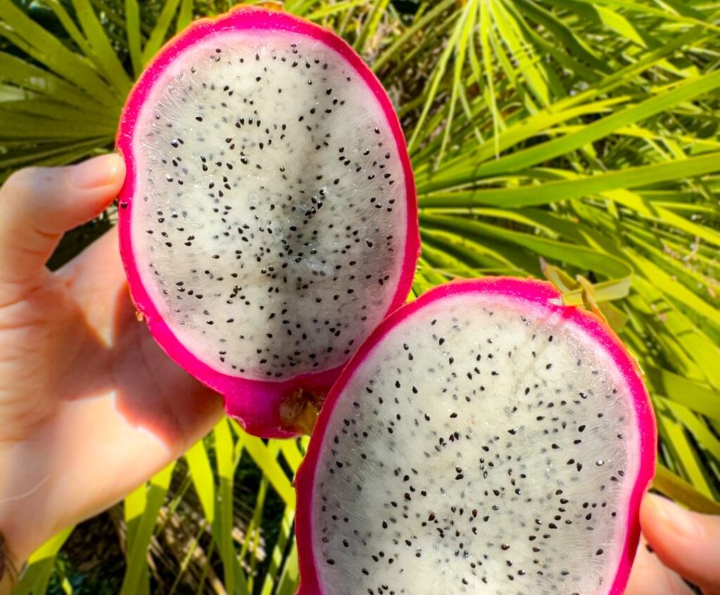 Frieda’s banks on Ecuadorian supply as dragon fruit demand climbs