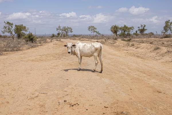 FAO extreme heat solutions