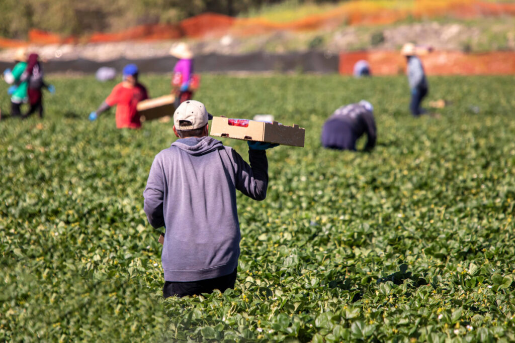 Organic growers in limbo after USDA stalls program payments
