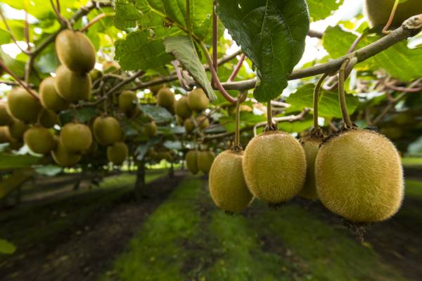 Kiwifruit