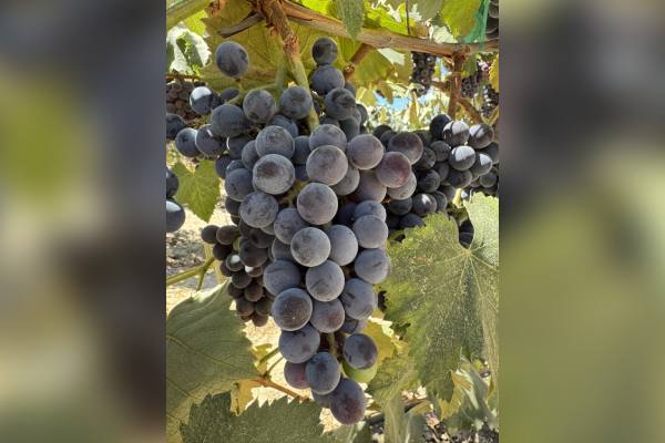 Kyoho by Sunny Cal Farms