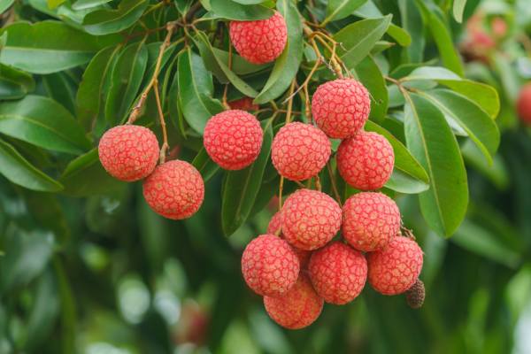 lychee