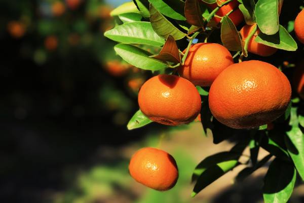 South african citrus