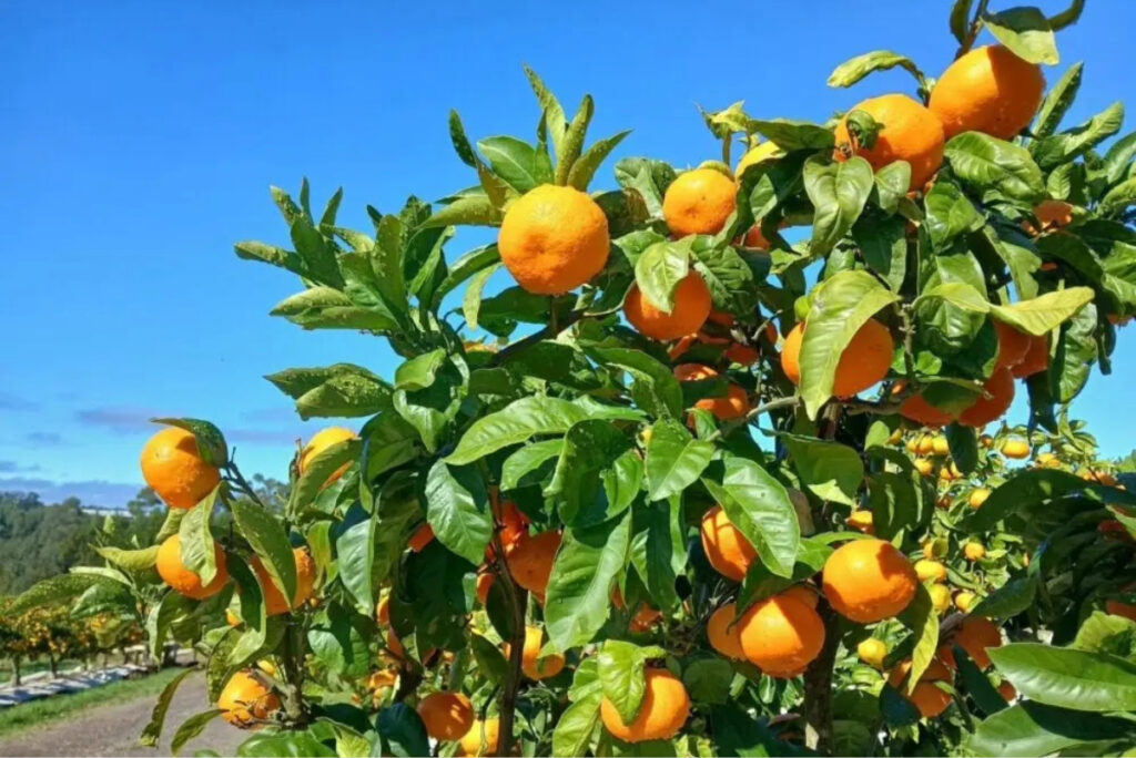 T&G Fresh’s 2026 Satsuma mandarin season is underway