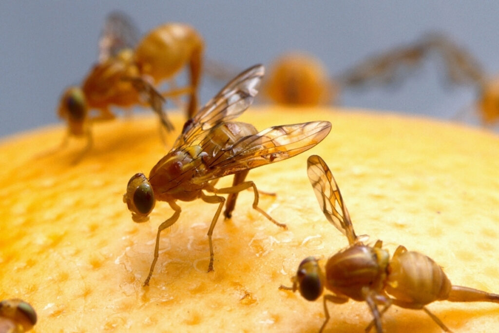 APHIS expands Mexican Fruit Fly quarantine in California