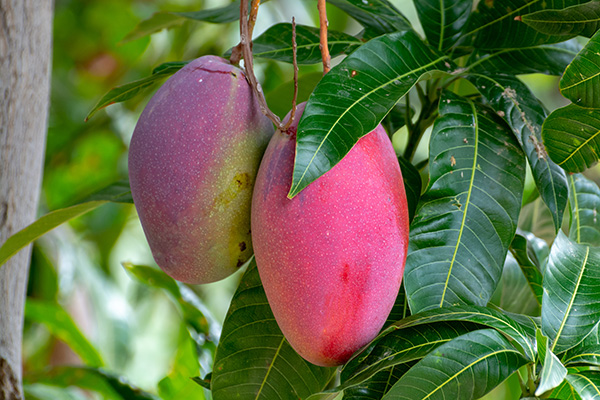 mexican mango market