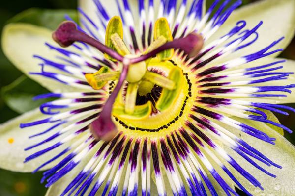Ecuadorian passion flower