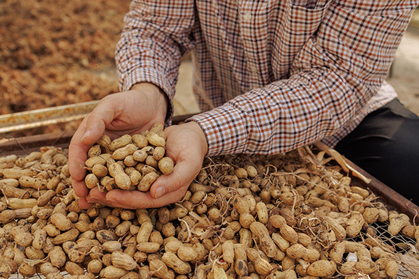 Peanut grower