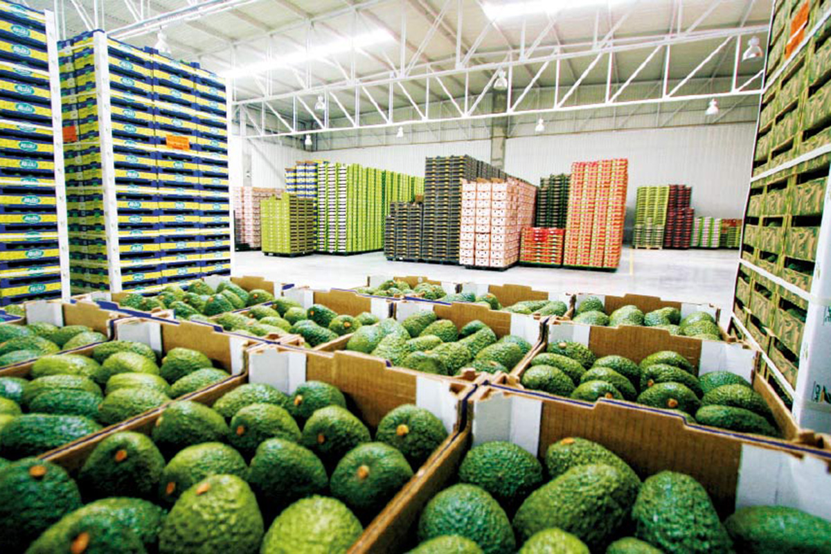 Peruvian Hass avocado exports expected to grow 6 percent in 2026, exceeding 765 thousand tons