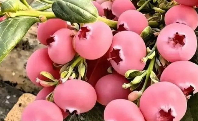 pink blueberry