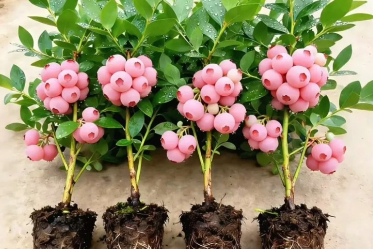 Blueberry Pink Color Bubblegum pink blueberries are disrupting an increasingly price ...