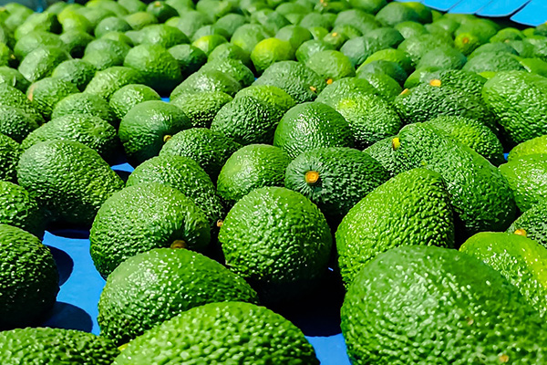 Peruvian hass avocados