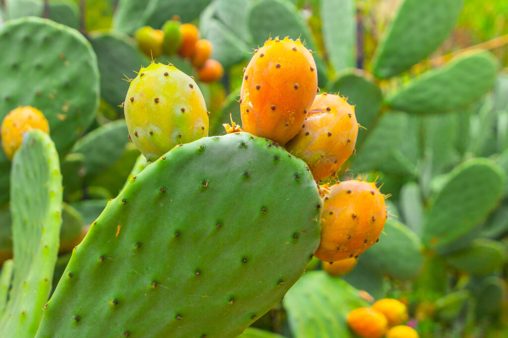 Could this cactus fruit be the next weapon against metabolic syndrome?