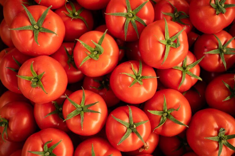 Florida tomato supply