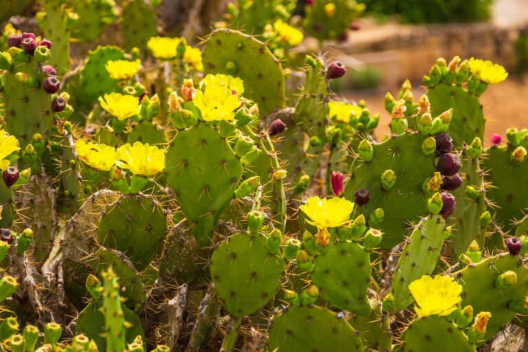 prickly pears on cacti