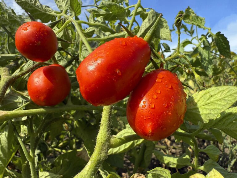 Florida tomato supply