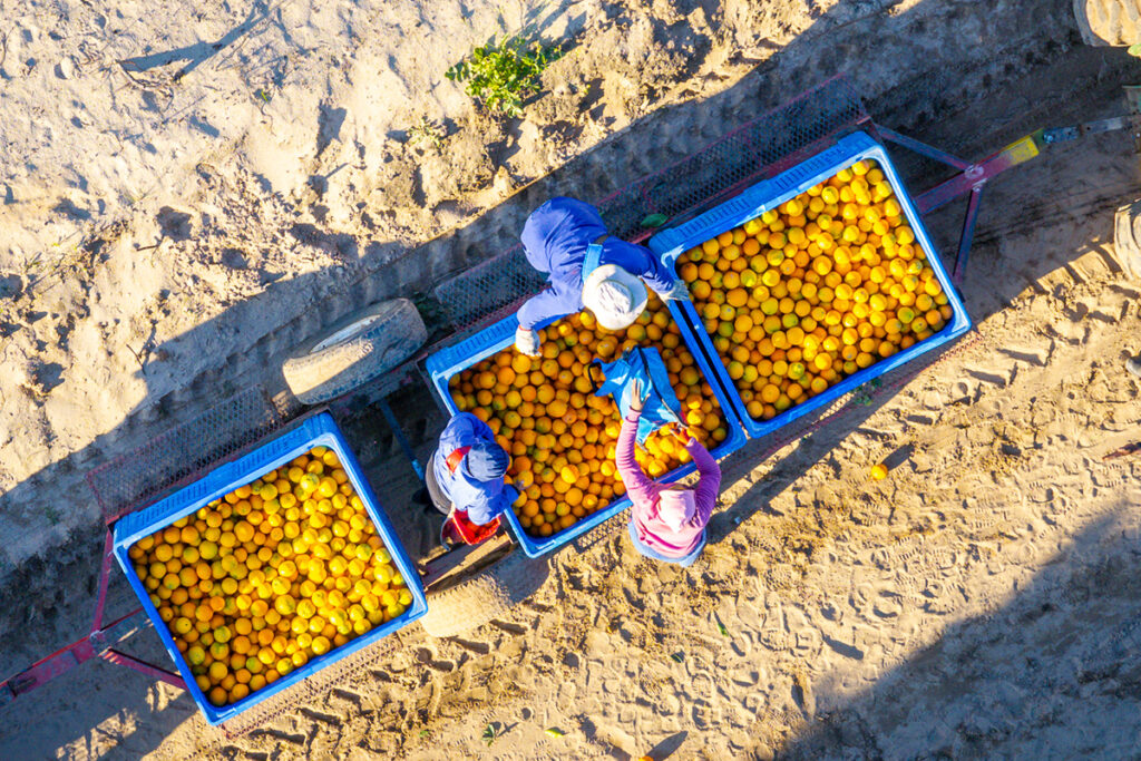 New protocol updates plant health rules, boosting South African citrus exports to China